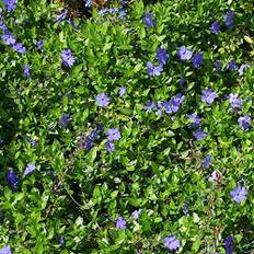 Vinca minor – Immergrüner Bodendecker, Winterhart | 50 Stück mit 5-7 Trieben pro Topf | Violettblaue Blüten