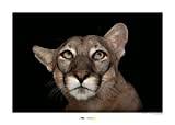 Florida Panther porträtt – storlek: 70 x 50 cm – komar, väggmålning, affisch, konsttryck (utan ram), nationell geographic