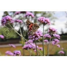 Blomsterfrø Verbena bonariensis - Kæmpejernurt (ca. 150 frø)