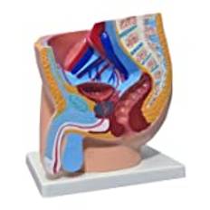 Manlig bäcken anatomisk displaymodell – pedagogisk modell skytten anatomisk modell av reproduktionssystem – manlig intern och extern reproduktiv anatomimodell – för undervisningsstudier