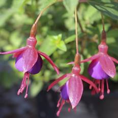 Havefuchsia (Fuchsia 'Tom Thumb') Potte 1 liter