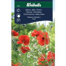 Vallmo,jätte orient röd Papaver orientale L