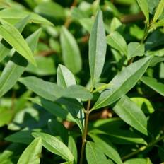 Liguster (Ligustrum v. 'Listrum') 150 cm - Færdighæk