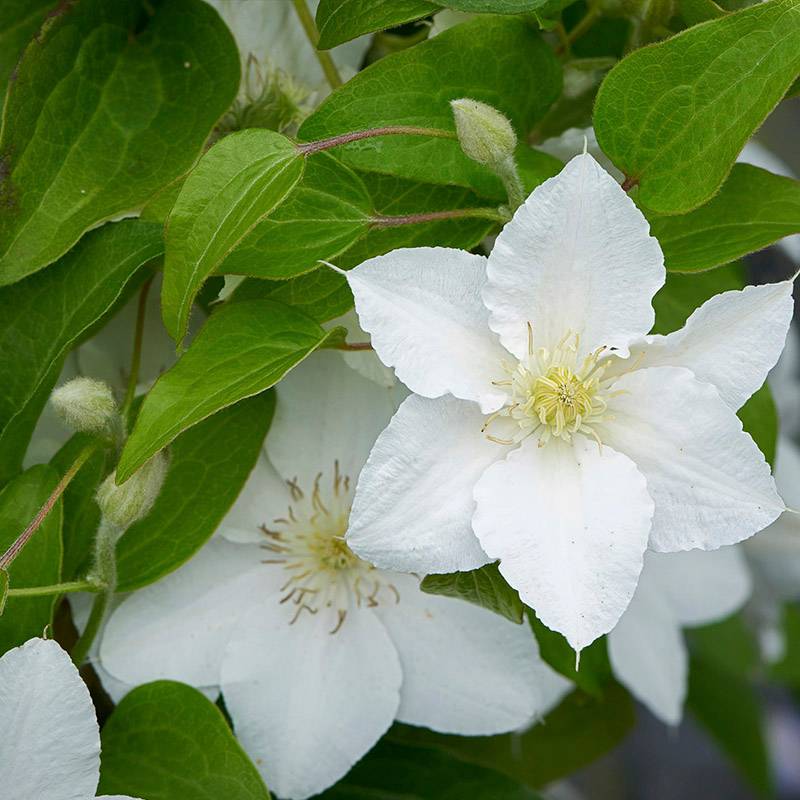 Bunddækkende Klematis (Clematis 'Eira') Potte 10 cm