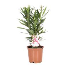 Nerie, Nerium Oleander, Ø17 cm (På lager i butik)