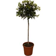 Ægte laurbær, Laurus Nobilis, Ø22 cm (På lager i butik)