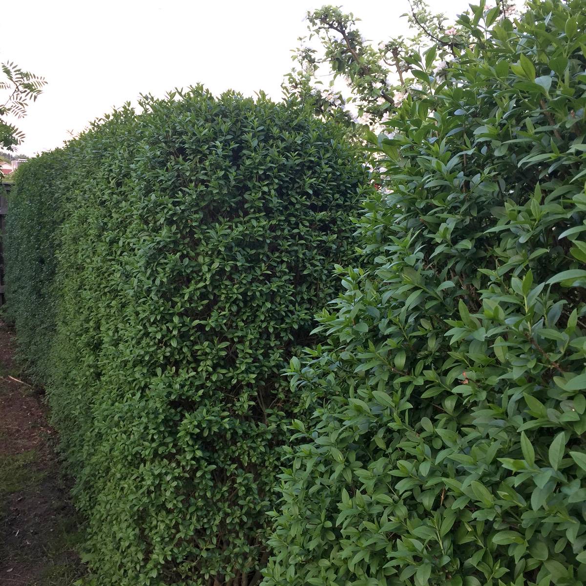 Vinterliguster, Liguster 10-pack - Ligustrum vul. v. italicum 'Atrovirens' (Storlek: 30-50 barrot)
