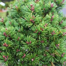 Bjergfyr Dværg (Pinus mugo 'Lilliput') Opstammet 50 cm