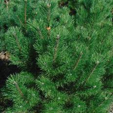 Pinus uncinata (Fransk Bjergfyr) - Salgshøjde: 40-60 cm 10 L Potte