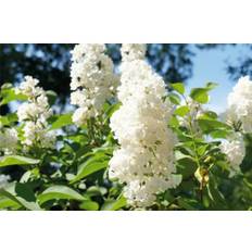 Vit syren OMNIA GARDEN Syringa vulgaris f. alba 30-50cm 150-pack