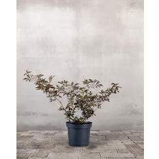 Rødbladet Hyld, Sambucus nigra 'Purpurea' - 40-60 cm
