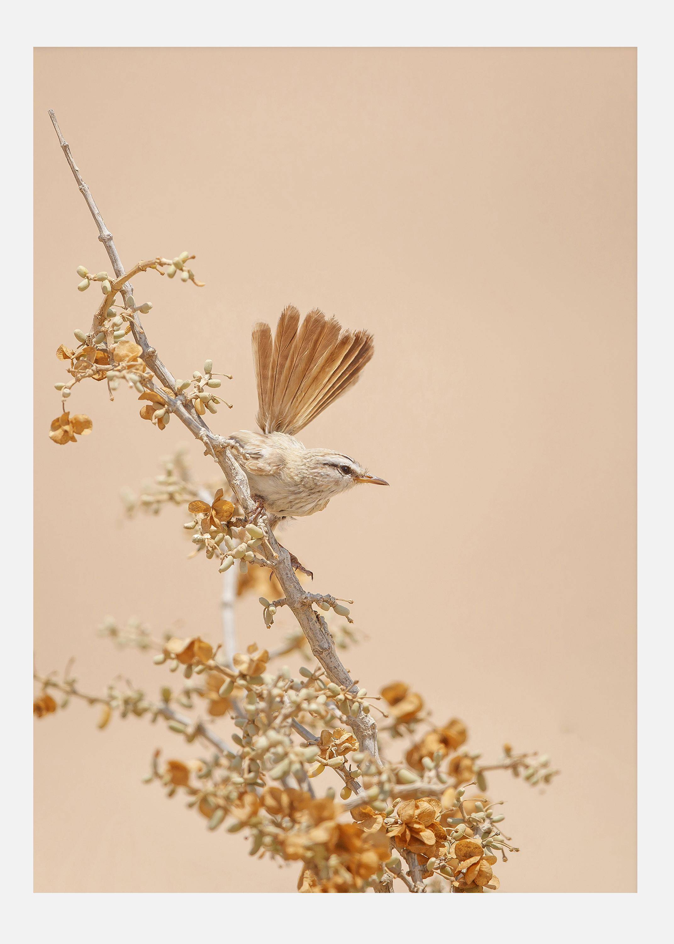 Scrub Warbler Canvastavla (30x40 cm)