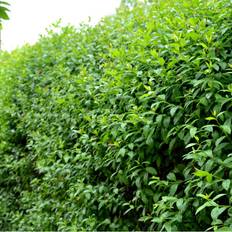 Stedsegrøn Liguster 50-80 cm. - Bundt med 10 stk. barrods hækplanter - Ligustrum ovalifolium