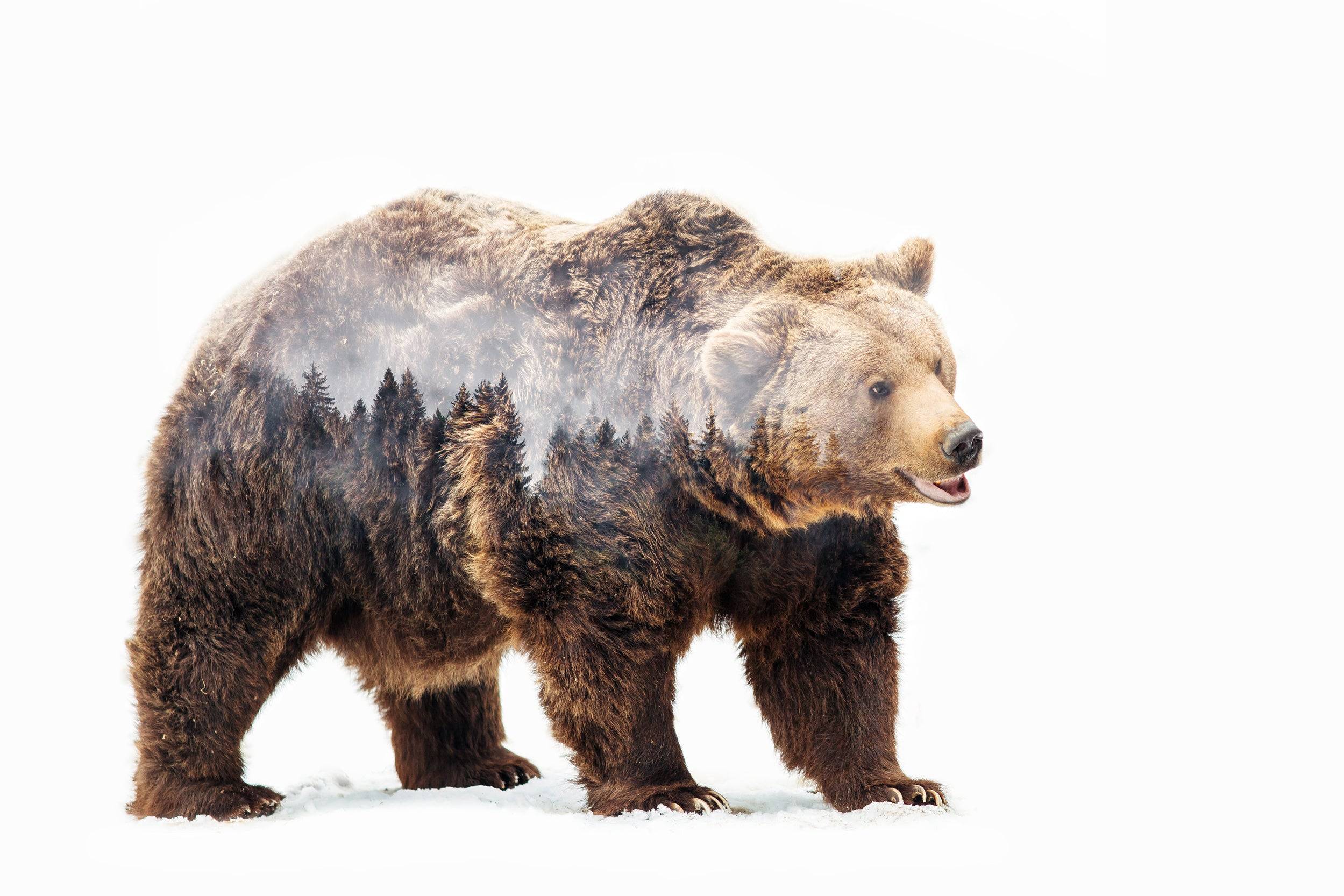 Bear Poster och Canvastavla - Poster / 70x50 cm