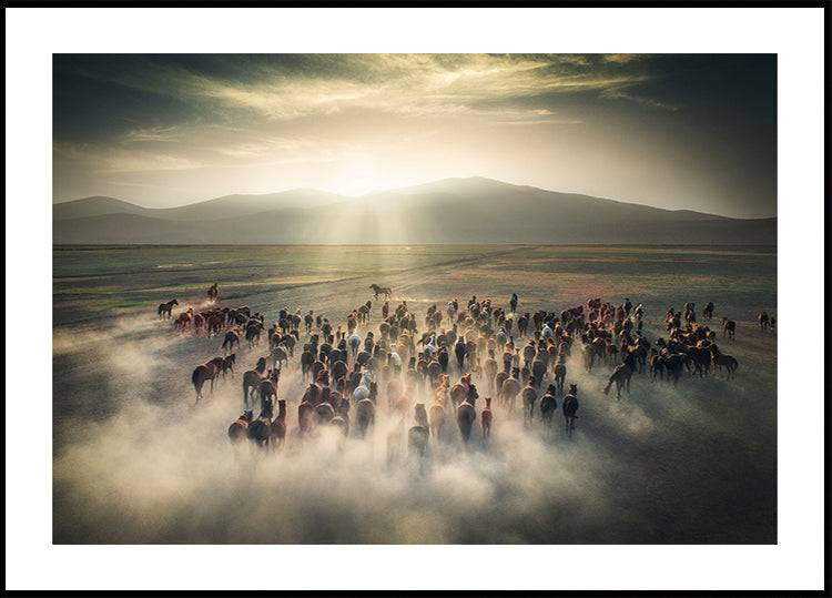 Wild Horses Poster (70x100cm) - Plakater > Fotografiska Posters, Djur Posters, Natur Posters, BD, LANGFIX