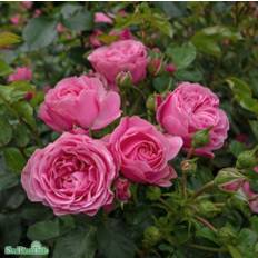 Floribundaros 'Leonardo da Vinci' 5-pack barrotad