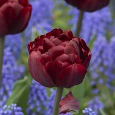 Tulipan 'Uncle Tom' - 5 stk