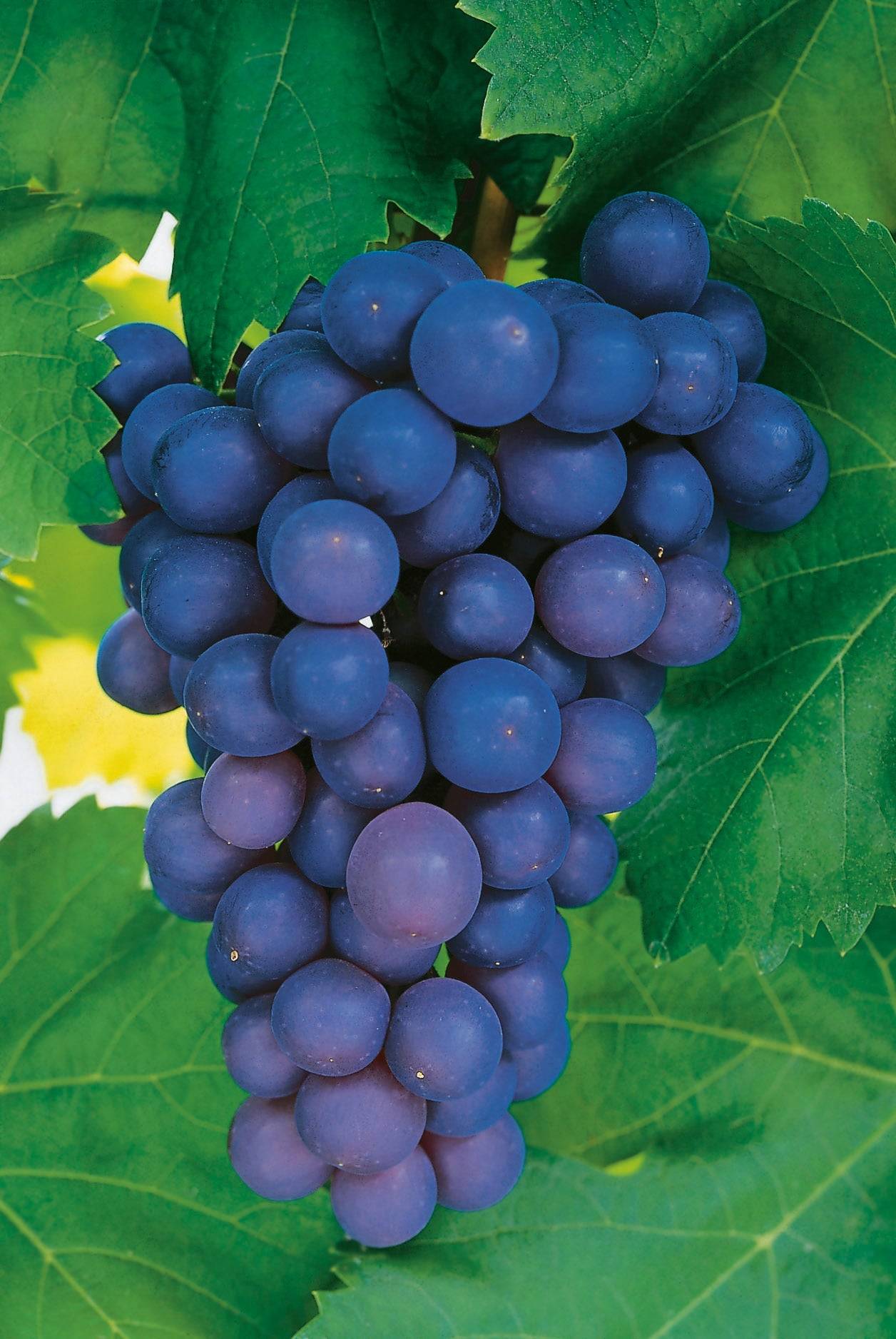 Vitis 'Frankenthaler', 1-pack