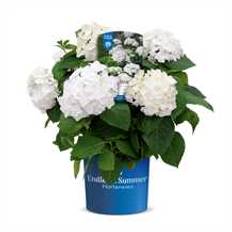 Hortensia `The Bride`
