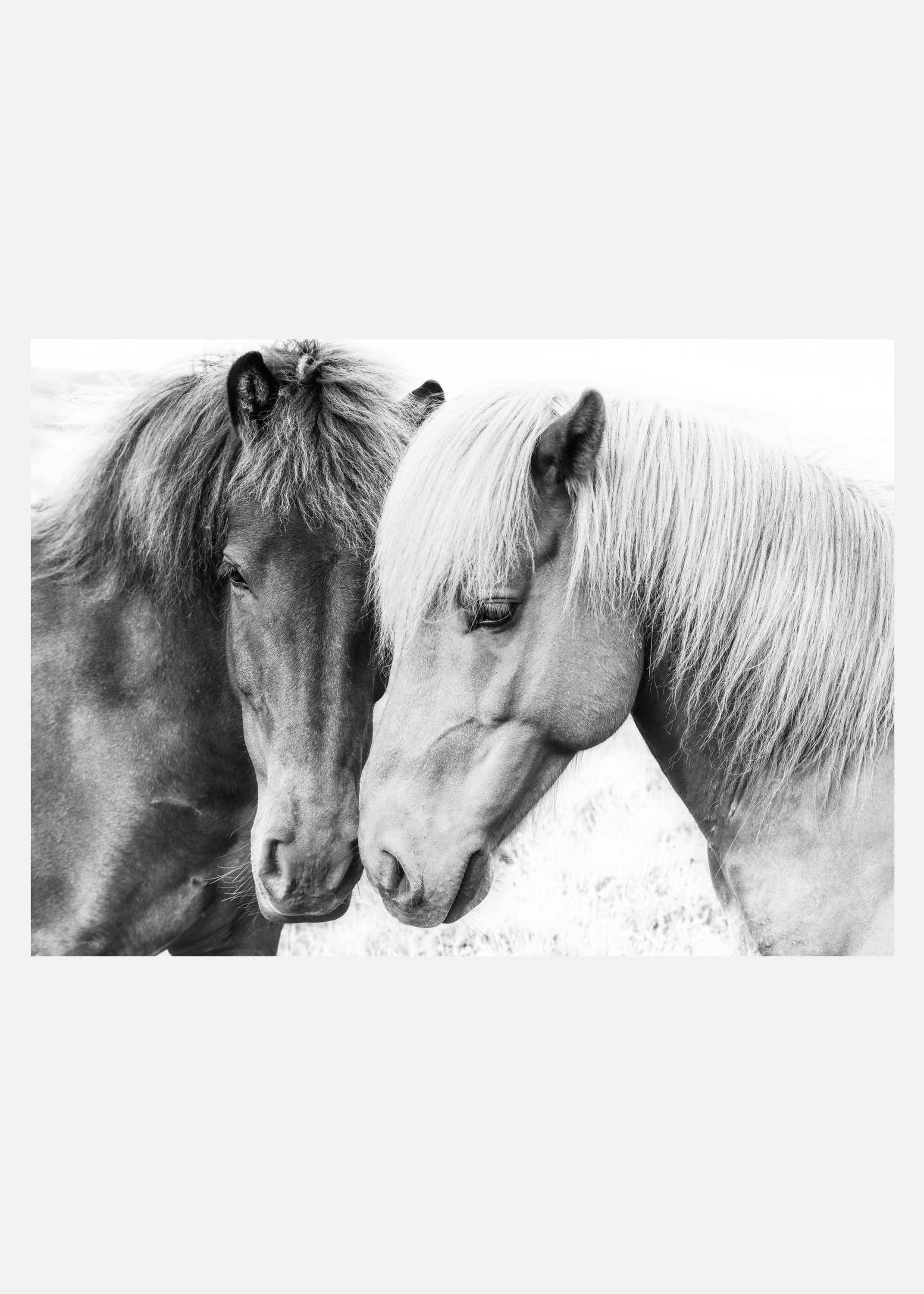 Horse Love Canvastavla (50x70 cm)