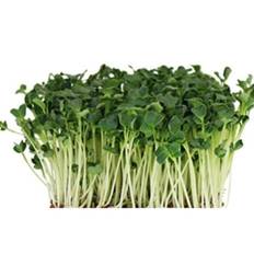 Radise Daikon til mikrogrønt 10 kg