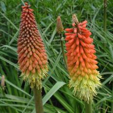 Raketblomst (Kniphofia 'Flamenco')