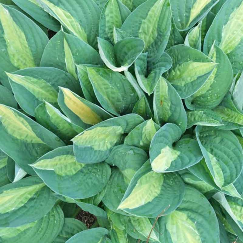Funkia (Hosta ’Gypsy Rose') Potte 1 L