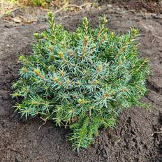 Dværggran Serbisk (Picea omorika 'Nana') 40-60 cm