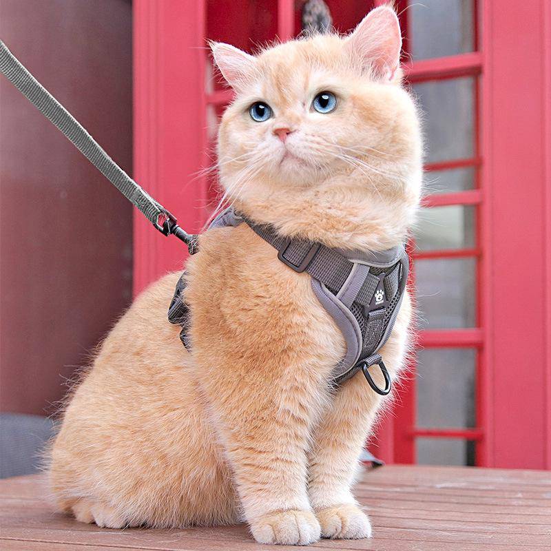 Kattkoppel, Specialkoppel för katt, Anti-ryck, för utomhusbruk, Husdjursbur, Justerbar kedja, Kattpromenadens Under