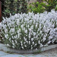 Lavendel (Lavandula angustifolia 'Edelweiss') 2 L