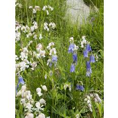 DLF Seeds & Science Salttolerant Blomsterblanding 1kg Blomsterfrø