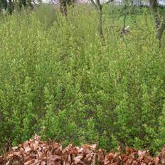 Ribes alpinum (Fjeldribs) - Salgshøjde: 50-80 cm.  (Barrodet bundt m/10 stk)