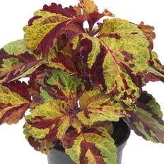 Palettblad 'Fairway Mosaic'
