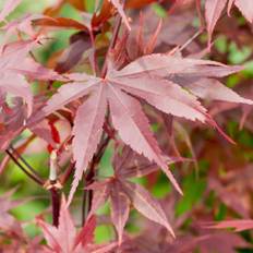 Rødbladet Japansk Løn, Acer pal. 'Bloodgood', 300+ cm