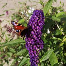 Sommerfuglebusk Black Knight - Buddleja davidii Black Knight