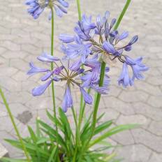 Skærmlilje (Agapanthus campanulatus 'Orla') Potte 1L