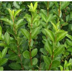 Liguster (Ligustrum v. 'Ovalifolium') 180 cm - Færdighæk