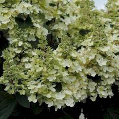 Syrén-Hortensia 'Pinky-Winky' ®