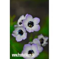 Fugleøje. Gilia tricolor. Frø.