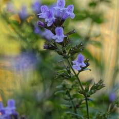 Planta Stenkyndel Omnia Garden