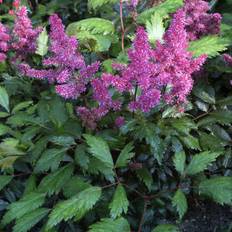 Silverastilbe (Krukstorlek: 0,5-1L)