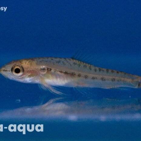 Petruichthys rosy 2–3 cm