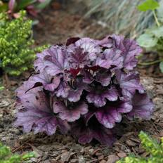 Alunrot - Heuchera hybr. Forever Purple ® (Krukstorlek: 0,5-1L)