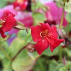 Abeblomst (Mimulus cupreus 'Roter Kaiser')