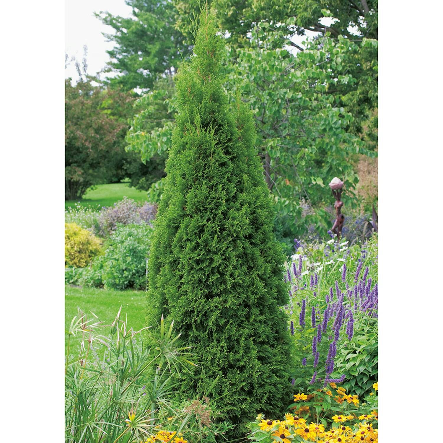 Ädeltuja Omnia Garden Smaragd 80-100 cm 5 st/frp