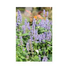Anisört OMNIA GARDEN Agastache 'Blue Fortune' 15-pack