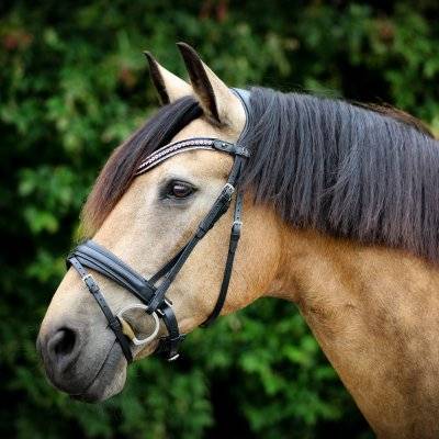 SD® Diamond Extreme Browband. Black/Rose.