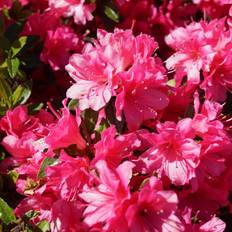 Japansk Azalea Lyserød - 60 cm. stamme - Rhododendron Lichtroze