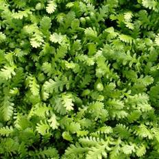 Trædebregne Reptans - Leptinella dioica Reptans (Cotula)