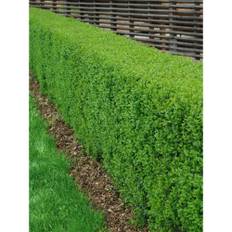 Häck Goliat Vinterliguster Liga Vintergrön 125-150Cm 5-Pack